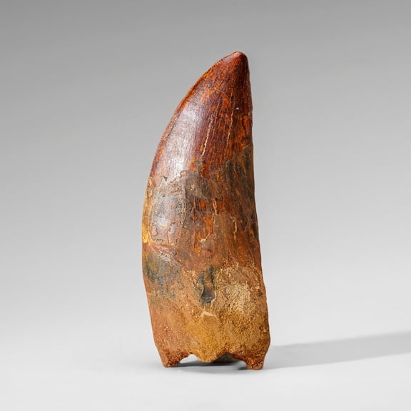 Genuine Natural Carcharodontosaurus Dinosaur Tooth (74 grams)