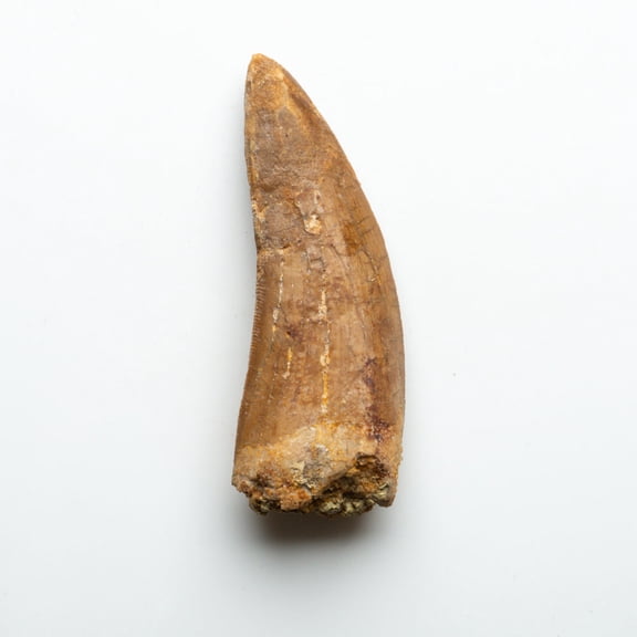 Genuine Natural Large Carcharodontosaurus Dinosaur Tooth