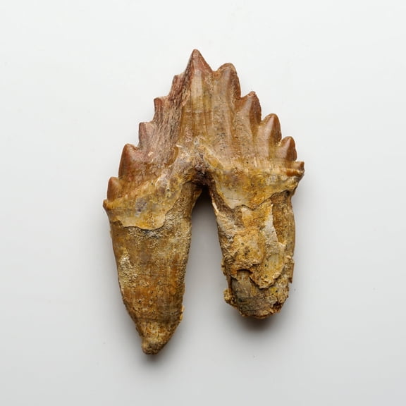 Genuine Natural Pre Historic Basilousaurus Whale Tooth