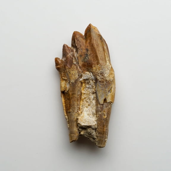 Genuine Natural Pre Historic Basilousaurus Whale Tooth