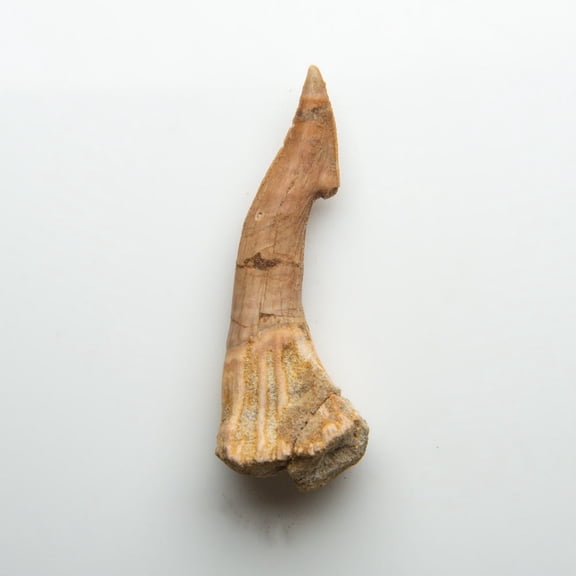 Genuine Natural Sawfish Tooth