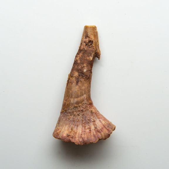 Genuine Natural Sawfish Tooth