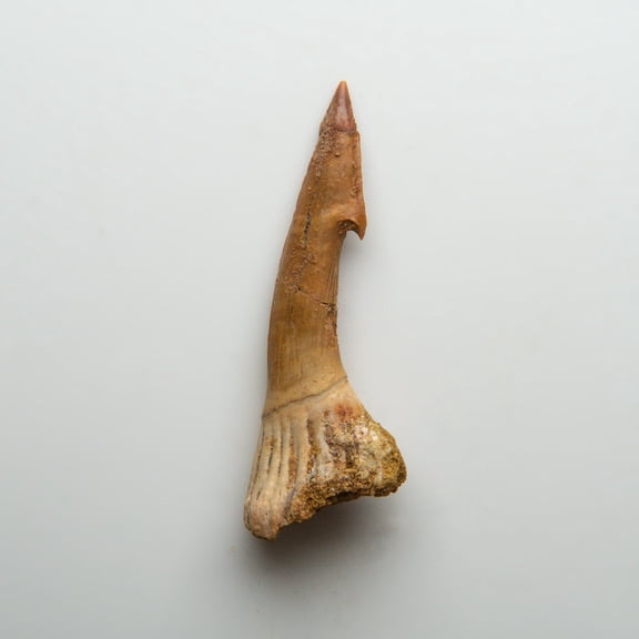 Genuine Natural Sawfish Tooth