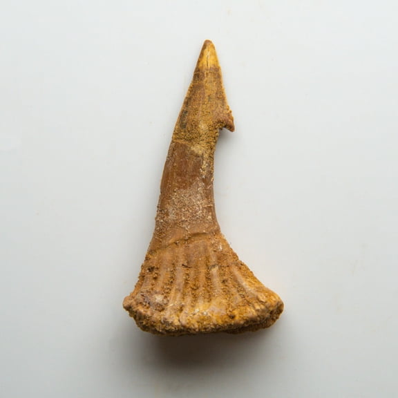 Genuine Natural Sawfish Tooth