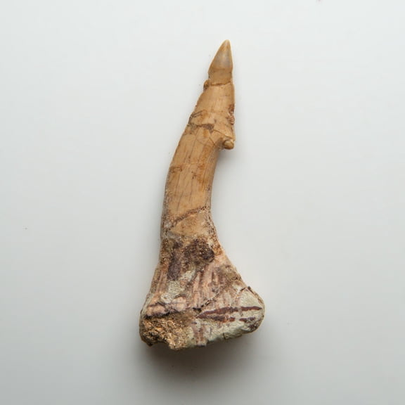 Genuine Natural Sawfish Tooth
