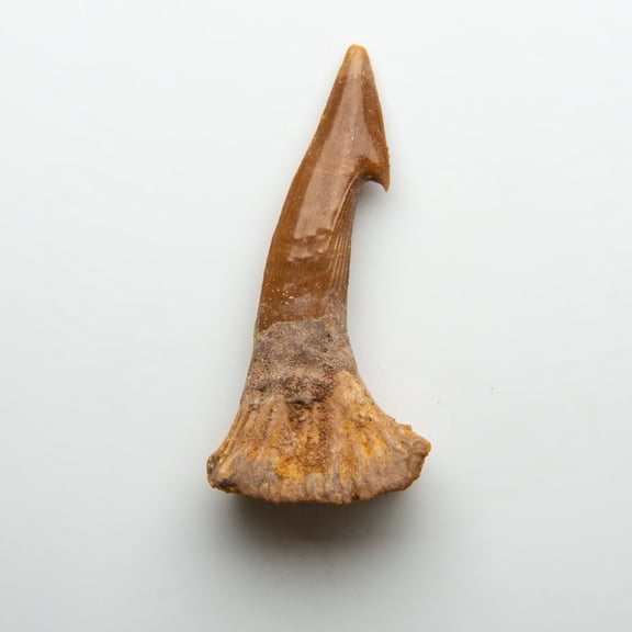 Genuine Natural Sawfish Tooth