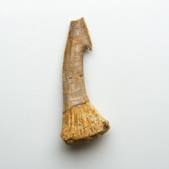 Genuine Natural Sawfish Tooth