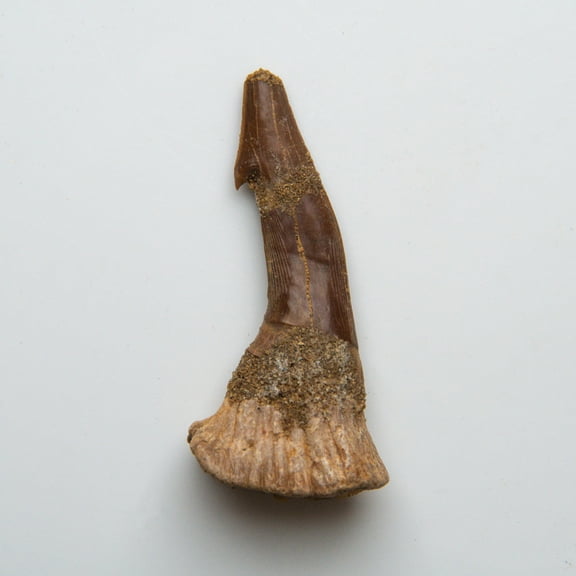 Genuine Natural Sawfish Tooth