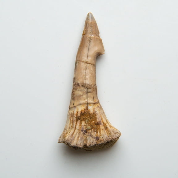 Genuine Natural Sawfish Tooth