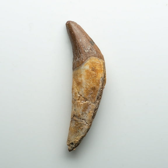 Genuine Natural Spinosaurus Dinosaur Tooth