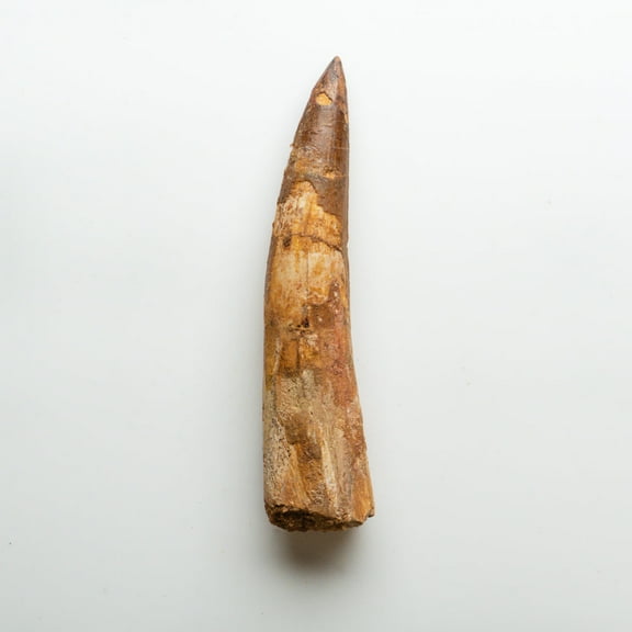 Genuine Natural Spinosaurus Dinosaur Tooth