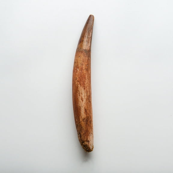 Genuine Natural Spinosaurus Dinosaur Tooth
