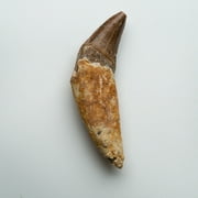 Genuine Natural Spinosaurus Dinosaur Tooth