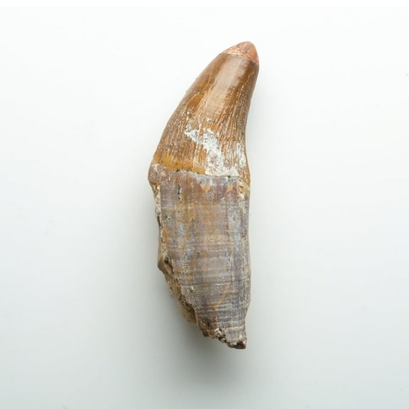 Genuine Natural Spinosaurus Dinosaur Tooth