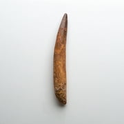 Genuine Natural Spinosaurus Dinosaur Tooth