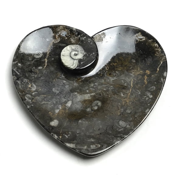 Genuine Polished Goniatite Fossil Heart Plate (Small)