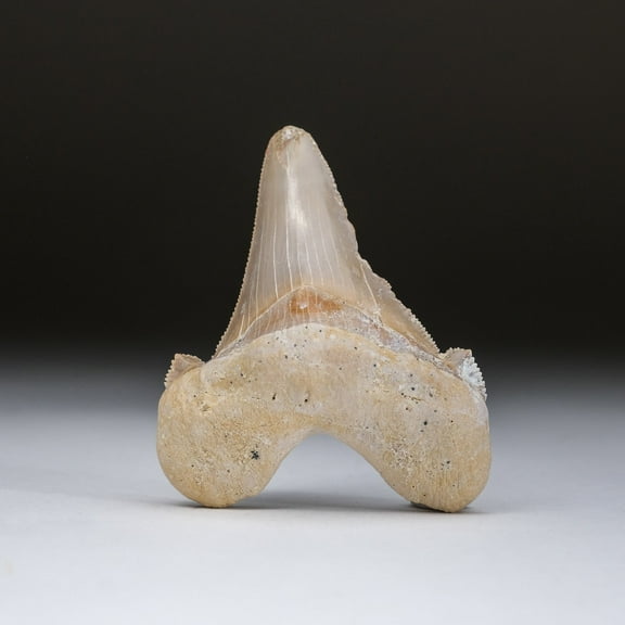 Genuine Pre Historic Shark Tooth in Display Box (54.3 grams)