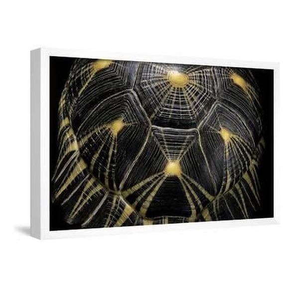 Geochelone Radiata Radiated Tortoise, Animals Framed Art Print Wall Art by Paul Starosta Sold by Art.Com