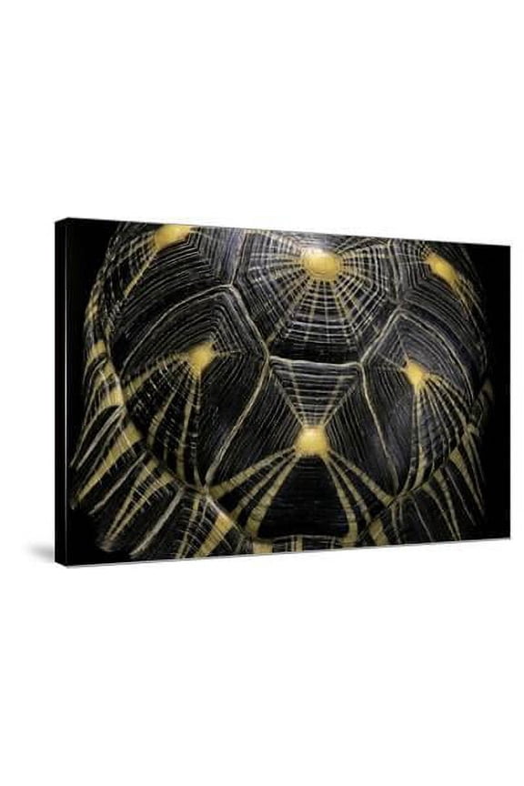 Geochelone Radiata Radiated Tortoise, Animals Stretched Canvas Wall Art by Paul Starosta Sold by Art.Com