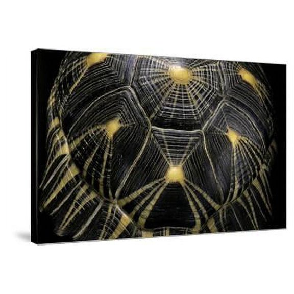 Geochelone Radiata Radiated Tortoise, Animals Stretched Canvas Wall Art by Paul Starosta Sold by Art.Com