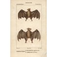thumbnail image 1 of Geoffroy'S Rousette Bat Rousettus Amplexicaudatusa Poster Print By ?? Florilegius Mary Evans, 1 of 4