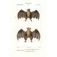 thumbnail image 1 of Geoffroy'S Rousette Bat Rousettus Amplexicaudatusa Poster Print By ?? Florilegius Mary Evans, 1 of 3