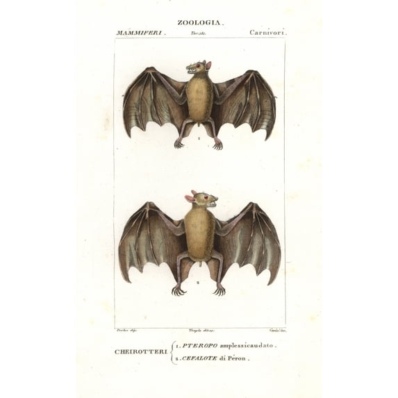 Geoffroy'S Rousette Bat Rousettus Amplexicaudatusa Poster Print By ?? Florilegius Mary Evans