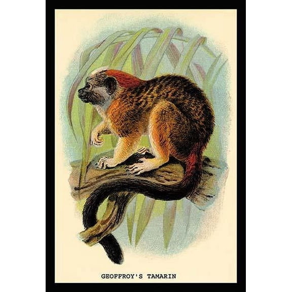 Geoffroy's Tamarin- Fine Art Canvas Print (20" x 30")
