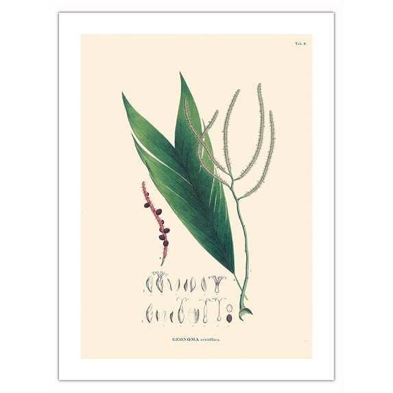 Geonoma Acutiflora Palm (Geonoma baculifera) - Vintage Botanical Illustration by Carl Friedrich Philipp von Martius c.1820s - Bamboo Fine Art 290gsm Paper Print (Unframed) 18x24in