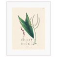 thumbnail image 1 of Geonoma Acutiflora Palm (Geonoma baculifera) - Vintage Botanical Illustration by Carl Friedrich Philipp von Martius c.1820s - Fine Art Rolled Canvas Print 11in x 14in, 1 of 4
