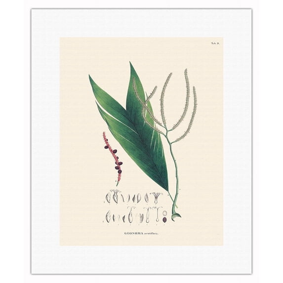 Geonoma Acutiflora Palm (Geonoma baculifera) - Vintage Botanical Illustration by Carl Friedrich Philipp von Martius c.1820s - Fine Art Rolled Canvas Print 11in x 14in