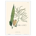 thumbnail image 1 of Geonoma Maxima - Palm Leaf - Vintage Botanical Illustration by Carl Friedrich Philipp von Martius c.1820s - Master Art Print (Unframed) 9in x 12in, 1 of 4