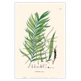thumbnail image 1 of Geonoma Maxima - Palm Tree - Vintage Botanical Illustration by Carl Friedrich Philipp von Martius c.1820s - Master Art Print (Unframed) 12in x 18in, 1 of 4