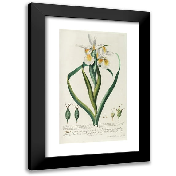 Georg Dionysius Ehret 10x14 Black Modern Framed Museum Art Print Titled - Iris (1750-1773)