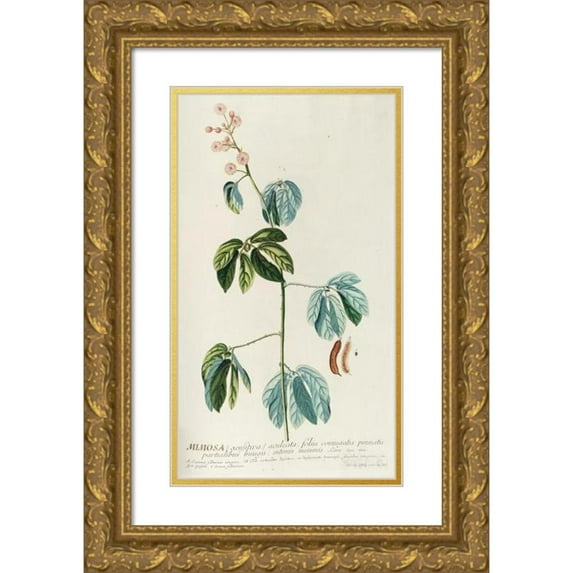 Georg Dionysius Ehret 10x14 Gold Ornate Wood Frame and Double Matted Museum Art Print Titled - Mimosa (1750-1773)