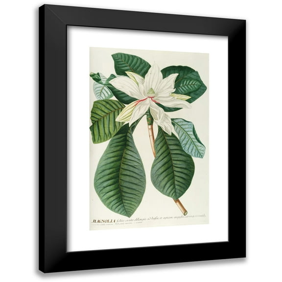 Georg Dionysius Ehret 11x14 Black Modern Framed Museum Art Print Titled - Magnolia 3 (1750-1773)