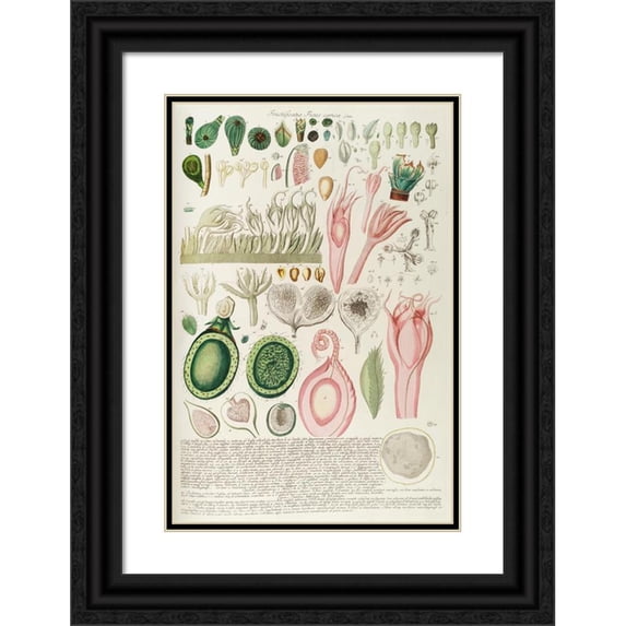 Georg Dionysius Ehret 11x14 Black Ornate Wood Framed Double Matted Museum Art Print Titled: Figs 3 (1750-1773)
