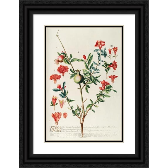 Georg Dionysius Ehret 11x14 Black Ornate Wood Framed Double Matted Museum Art Print Titled: Punica (1750-1773)