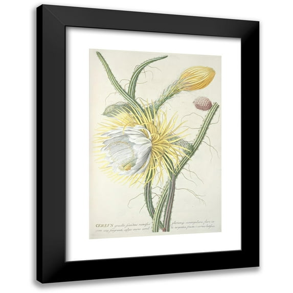 Georg Dionysius Ehret 13x18 Black Modern Framed Museum Art Print Titled - Cereus III (1750-1773)