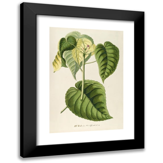 Georg Dionysius Ehret 13x18 Black Modern Framed Museum Art Print Titled - Him (1750-1773)