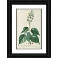 thumbnail image 1 of Georg Dionysius Ehret 13x18 Black Ornate Wood Framed Double Matted Museum Art Print Titled - Abutilon (1750-1773), 1 of 5