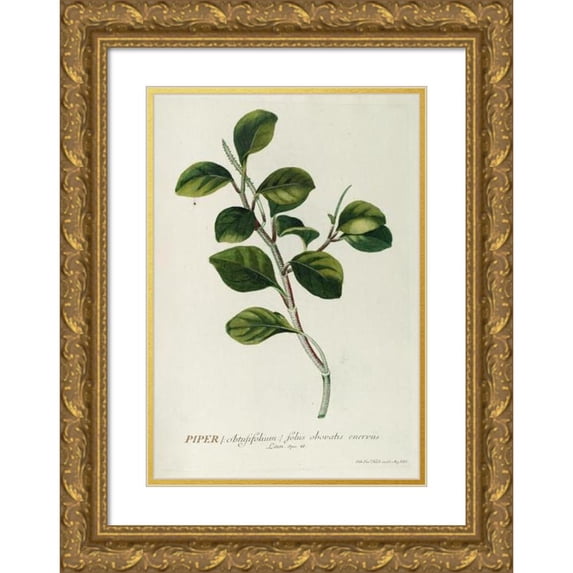 Georg Dionysius Ehret 13x18 Gold Ornate Wood Frame and Double Matted Museum Art Print Titled - Piper (1750-1773)