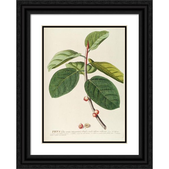 Georg Dionysius Ehret 14x18 Black Ornate Wood Framed Double Matted Museum Art Print Titled - Ficus (1750-1773)