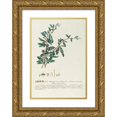 thumbnail image 1 of Georg Dionysius Ehret 14x18 Gold Ornate Wood Frame and Double Matted Museum Art Print Titled - Lycium (1750-1773), 1 of 4