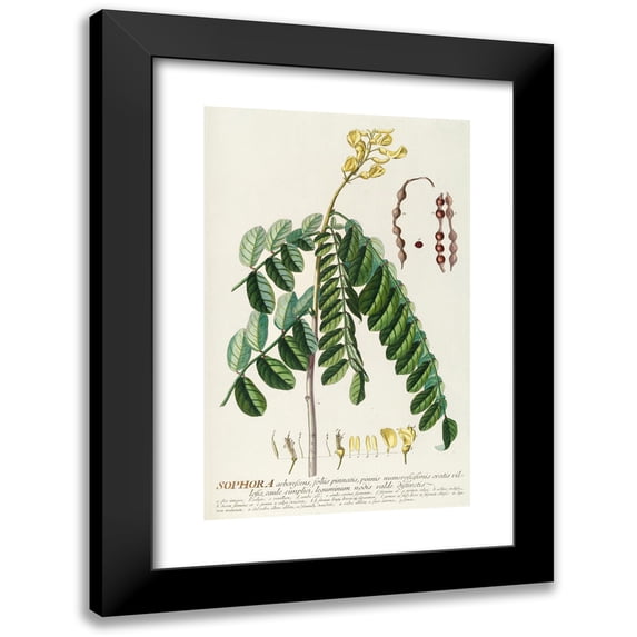 Georg Dionysius Ehret 16x24 Black Modern Framed Museum Art Print Titled - Sophora (1750-1773)