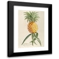 thumbnail image 1 of Georg Dionysius Ehret 17x24 Black Modern Framed Museum Art Print Titled - Pineapple (1750-1773), 1 of 5