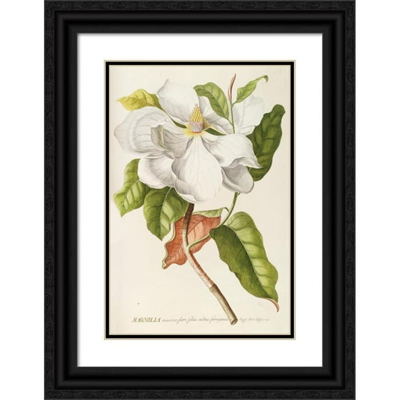 Georg Dionysius Ehret 17x24 Black Ornate Framed Double Matted Museum Art Print Titled: Magnolia 2 (1750-1773)