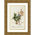 thumbnail image 1 of Georg Dionysius Ehret 17x24 Gold Ornate Framed and Double Matted Museum Art Print Titled - Acer II (1750-1773), 1 of 4