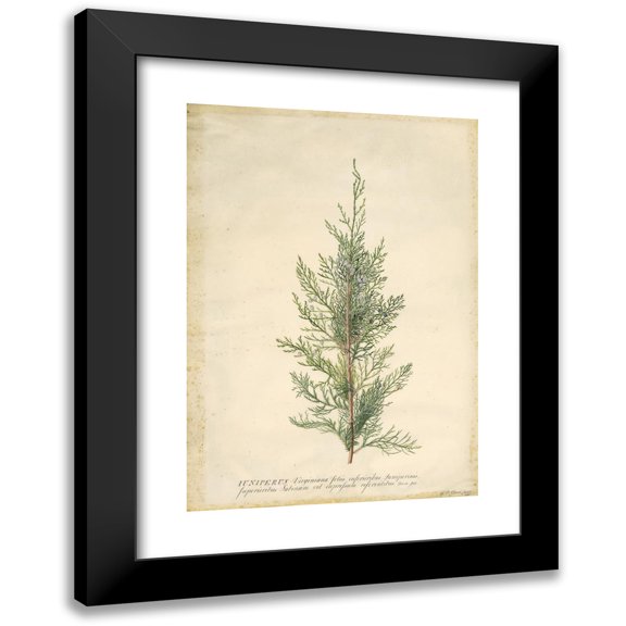 Georg Dionysius Ehret 18x24 Black Modern Framed Museum Art Print Titled - Juniper (1745)