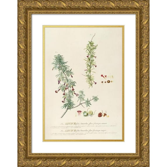 Georg Dionysius Ehret 18x24 Gold Ornate Framed and Double Matted Museum Art Print Titled - Lycium (1750-1773)